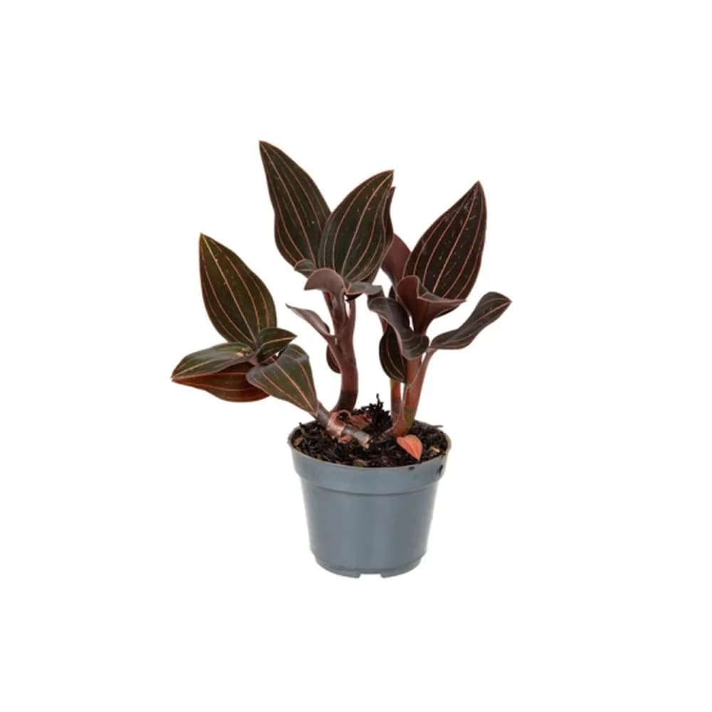 Flor orquidea ludisia pt08 veiling un