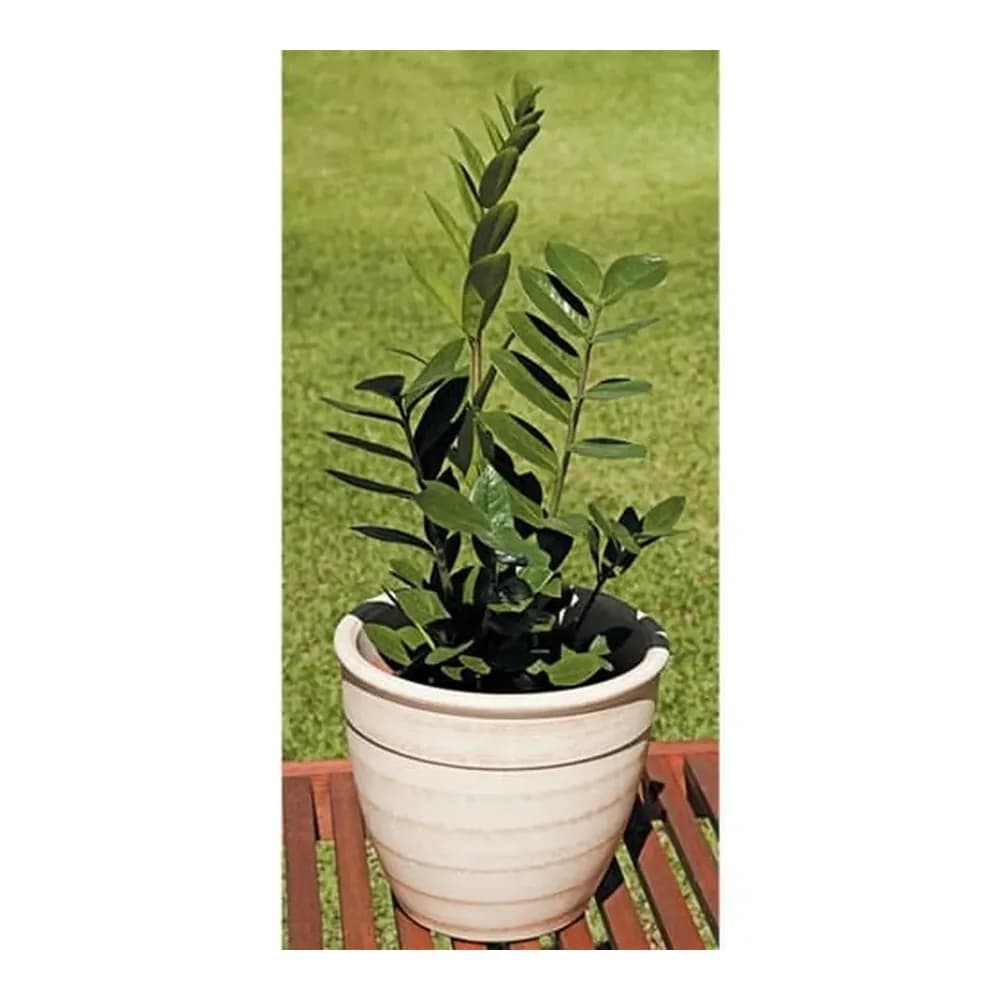 Planta veiling zamioculcas p09 1 unidade