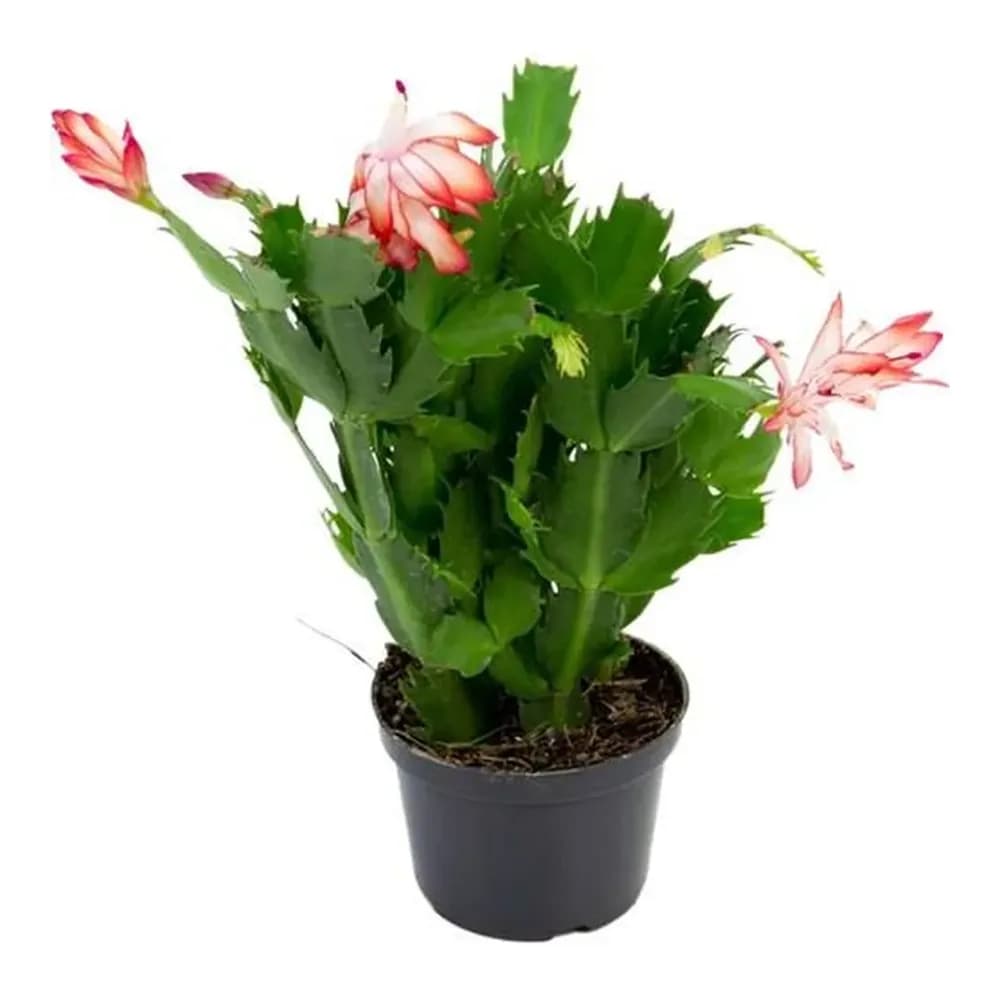 Flor de maio p11