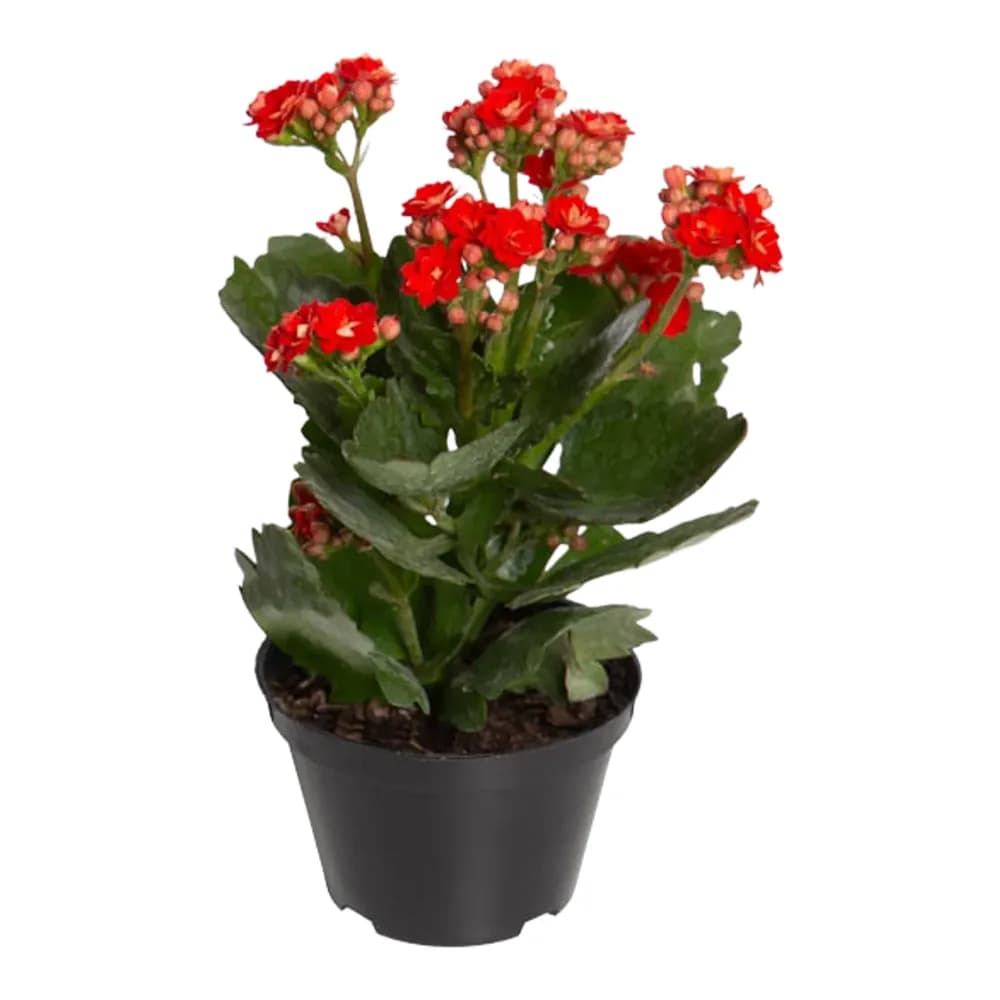Flor kalanchoe dobrada p11 garden flower