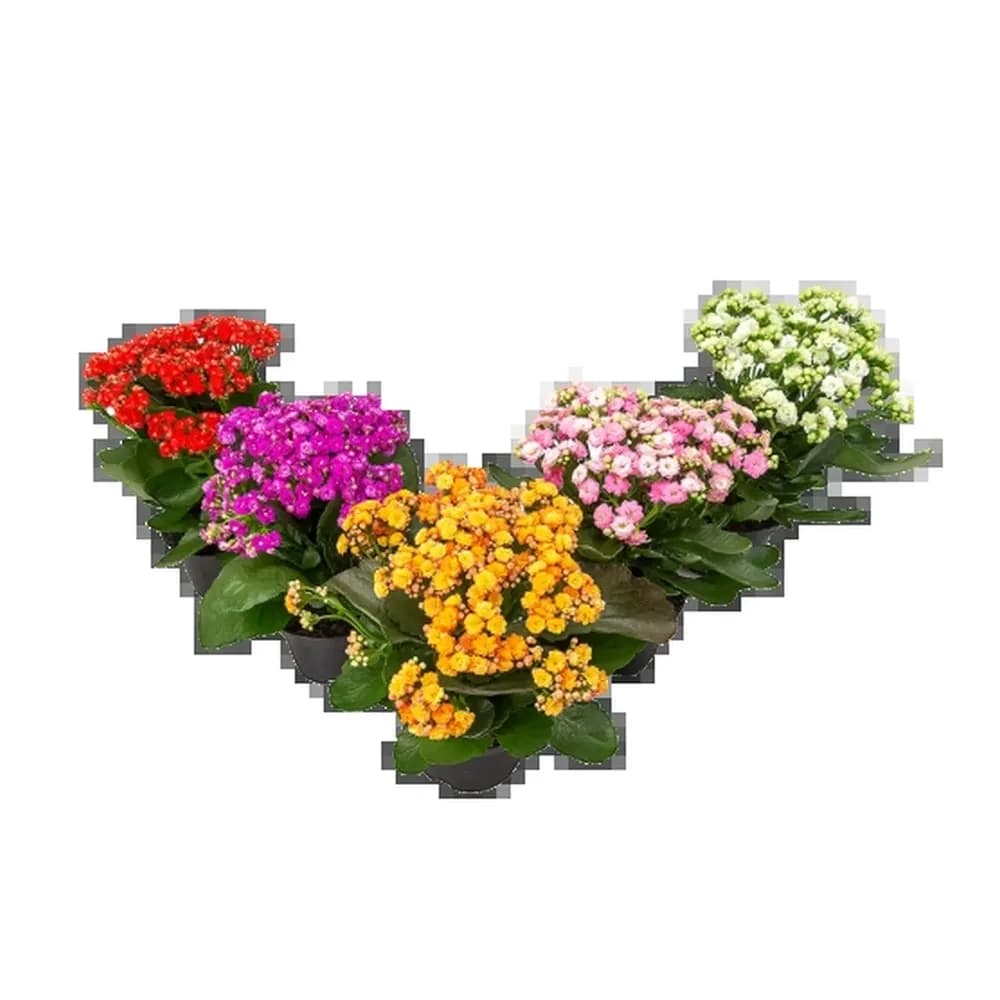 Kalanchoe p15 - cores sortidas