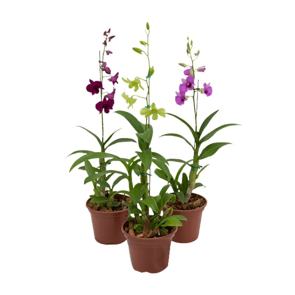 Flor orquidea denphalaen p15 cores sortidas holambelo vaso 1un