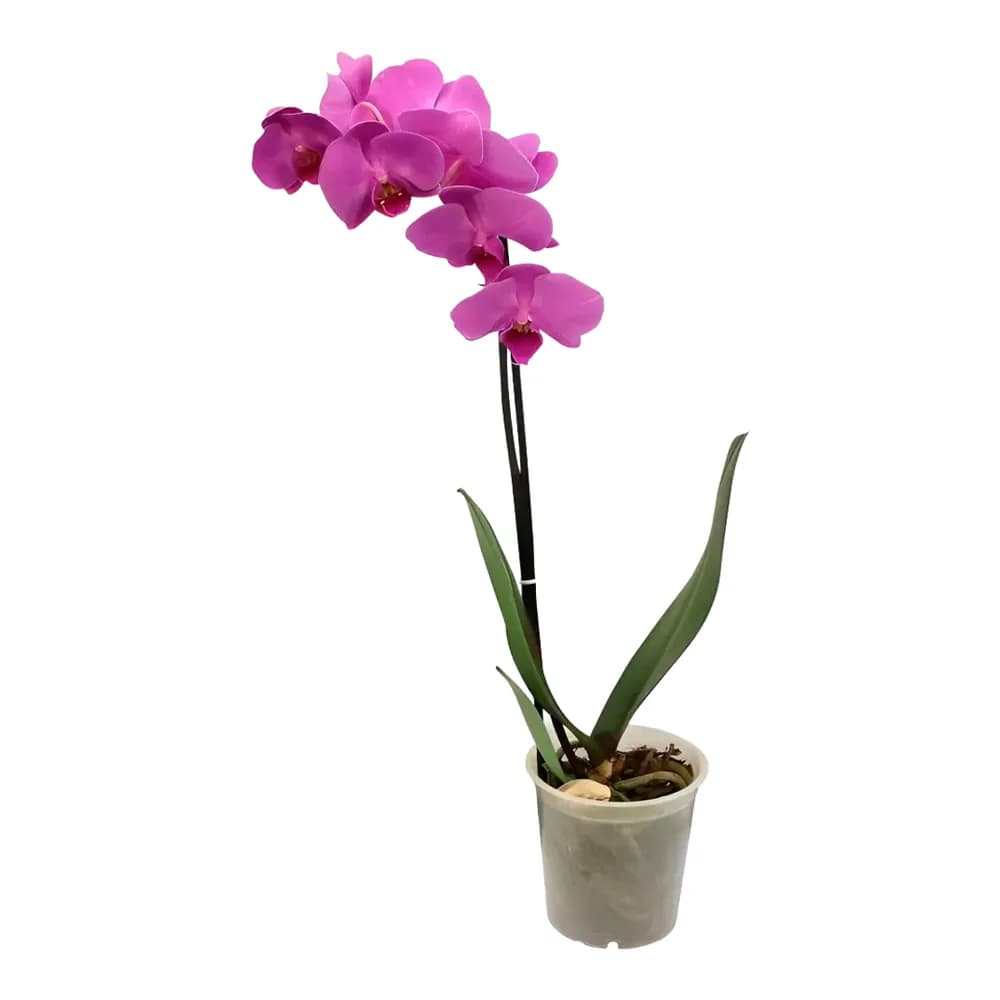 Phalaenopsis p12 mix baixa e normal