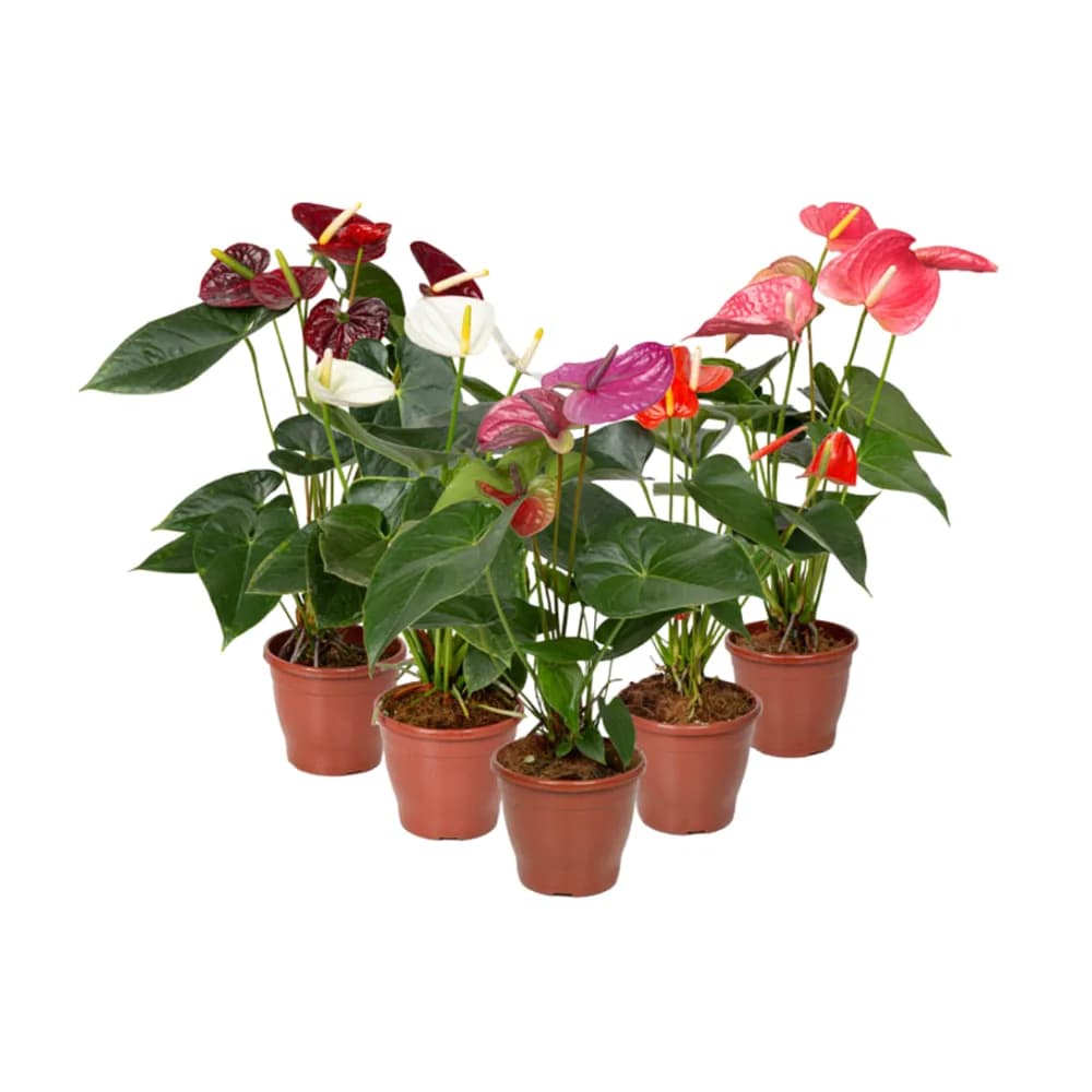 Flor anthurium variado p15